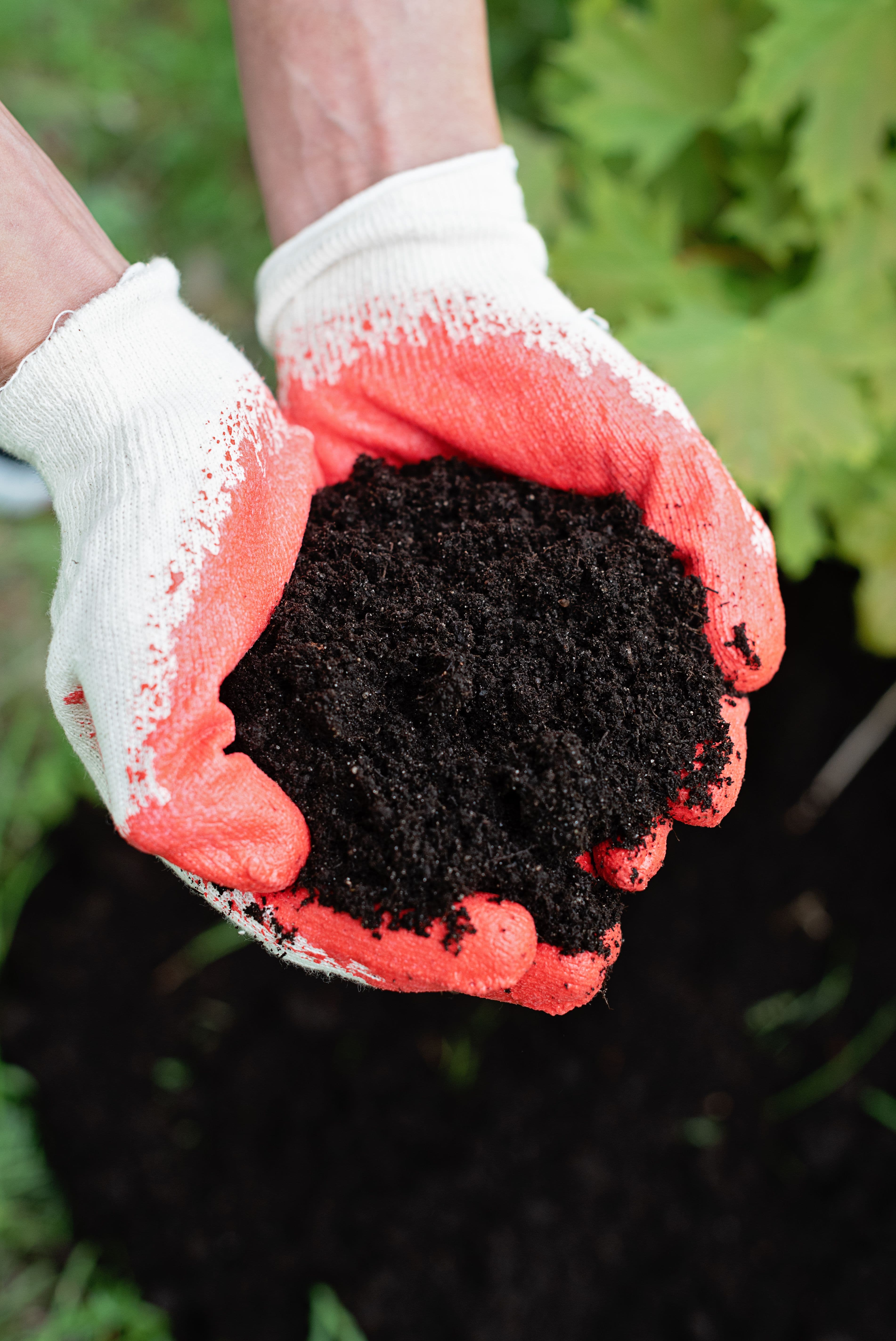 Gloved hands holding finished compost